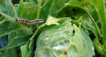 Jak zpracovat zelí z housenek lidovými prostředky